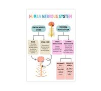 NDGSA Poster du système nerveux humain sur toile - Décoration murale pour salon, chambre à coucher - 30 x 45 cm