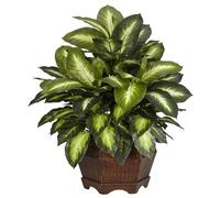 NearlyNatural Presque Naturel 6639 Doré Dieffenbachia décoratifs Plante en Soie, Vert