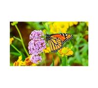 NEC Display Solutions Écran LED MultiSync UN552S 55" Full HD 1920 x 1080 Signalisation numérique