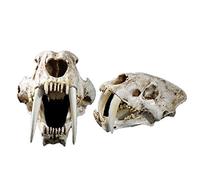 NEFSO 1: 1 Taille Réelle À Dents De Sabre Modèle De Crâne De Tigre Animal Tête De Crâne Anatomie Réplique De Résine pour La Maison Bar Décor Halloween Décoration Outil Éducatif Cadeaux
