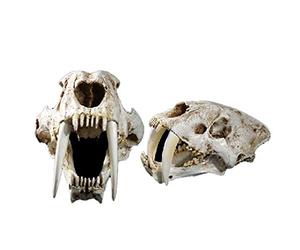 NEFSO 1: 1 Taille Réelle À Dents De Sabre Modèle De Crâne De Tigre Animal Tête De Crâne Anatomie Réplique De Résine pour La Maison Bar Décor Halloween Décoration Outil Éducatif Cadeaux