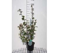 Neillia affinis - Reine-marguerite rouge 40- 60 cm - conteneur