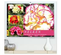 Nelken. Die Rückkehr der vergessenen Schönheiten (hochwertiger Premium Wandkalender 2026 DIN A2 quer), Kunstdruck in Hochglanz: Nelken duften herrlich und sie blühen üppig und farbenfroh.