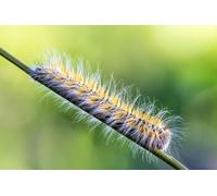 Nématodes Ferrarium contre la chenille processionnaire du chêne pour 10M2