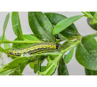 Nématodes Ferrarium contre la teigne du buis pour 10m2