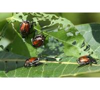 Nématodes Ferrarium contre le phylloxéra pour 20m2