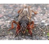 Nématodes Ferrarium contre les cochenilles pour 20m2