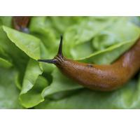Nématodes Ferrarium contre les escargots pour 20m²