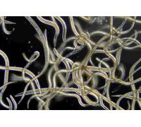 Nématodes Ferrarium contre les mouches sciarides 6 millions