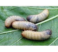 Nématodes Ferrarium contre les vestes en cuir pour 20m2