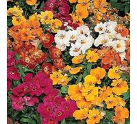 Nemesia Galaxy Sundrops Mix -100pcs Seeds - Nemesia Strumosa Grandiflora Bicolore - NPWS: Seeds