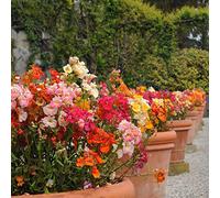 némésia Graines de Carnival Mix '? Nemesia Strumosa