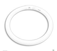 Néon circulaire 'trifosfori' Lumière Naturelle 4100 ° K.