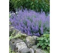 Nepeta mussinii (racemosa) - Chataire, Herbe à chats, Menthe à chats, Cataire - vivace