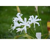 Nerine bowdenii 'Alba' / Lis de Guernesey/Conteneur de 1 à 1.9 litres/Vivace bulbeuse