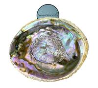 NessaStores Grand bol en coquille d'ormeau 15,2 à 17,8 cm | Beau bol entièrement naturel - Parfait pour les bâtons de bavure, les bâtons d'encens et un kit de sauge JC-018