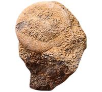 NESTINGHO Échantillon Fossile D’oursin Naturel 1 Pièce, Spécimen Paléontologique pour Matériel Pédagogique, Décoration Scientifique et Kit Paléontologue Éducatif