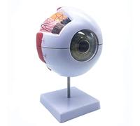 Nettoppo ModèLe Anatomique de L'œIl Humain Agrandi 6X, ModèLe Anatomiquement PréCis de L'œIl Humain pour L'éTude en Classe de Sciences