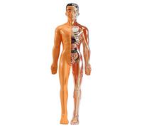Nettoppo ModèLe D'Anatomie Du Corps Humain 3D Enfants en Plastique Bricolage Squelette Jouet Science Aide à L'Apprentissage PréCoce éDucatifs