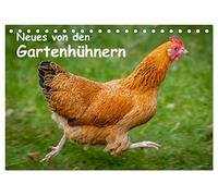 Neues von den Gartenhühnern (Tischkalender 2026 DIN A5 quer), CALVENDO Monatskalender: Momentaufnahmen aus dem Leben glücklicher Hühner