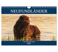 Neufundländer - Ein bärenstarker Freund (Wandkalender 2026 DIN A4 quer), CALVENDO Monatskalender: Der braune Neufundländer in 13 hinreißenden Bildern vorgestellt