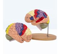 Neurologie cerveau humain modèle anatomie modèle 2 fois grossissement 4 pièces cerveau attaché artère cérébrale modèle cérébrovasculaire