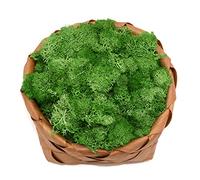 NevStp Plante Verte Artificielle Immortelle Fausse Fleur Mousse Herbe Maison Salon décoratif Mur Bricolage Fleur, B08