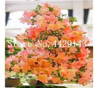 New 100 pcs Azalea Flower Seeds for Gardening Light Orange