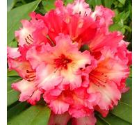 New 100pcs Rhododendron Flower Seeds for Gardening Light red