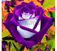 New 100pcs Rose Flower Seeds for Gardening Purple White: Only Seeds