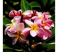 New 20pcs Frangipani Plumeria Rubra Flower Seeds for Gardening Light Pink
