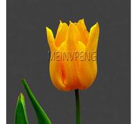 New 20pcs Not Tulip Bulbs Flower Seeds for Gardening Light Orange