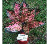 New 50 PC Aglaonema seeds of Pink Gardening Plants Mix 1: Only Seeds