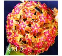 . New fresh hoya bonsai, flowers plant in hook haya fleshy flores home garden, 100 pc/lot, mnh4av: 21: only seeds
