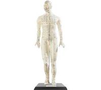 Modèle dacupuncture 45 cm - Homme [Newgen Medicals]