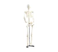 Newgen Medicals Squelette articulé 85 cm