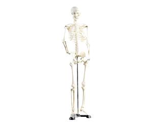 Newgen Medicals Squelette articulé 85 cm