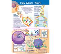 NewPath Learning Poster Comment fonctionnent les gènes - plastifié, en couleur, 23 po x 35 po