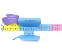 NewPath Learning Transcription Kit de fabrication de modèle 3D Lot de 5 modèles de modèle en papier et guide pour enseignant (24-7733)