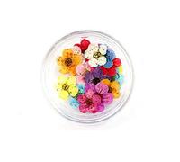 NFEGSIYA Fleurs Pressées 100pcs Mini Mini-poussé sèche Narcisse jonquilla Fleur Plante herbier for Bijoux en résine époxyigne Postcard Nailart DIY (Color : Mixed)
