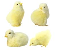 Ngbbby 4 pièces Poussins de bébé, Jouets de Poussin en Peluche Simulation, Jouet Animal Pâques réaliste à 4 Poses pour Accessoires Photo Printemps Panier décoration Poulet Pâques, Jouets p