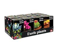 Nice Mattoncini - Fleurs Plante Exotique, Multicolore, 78040