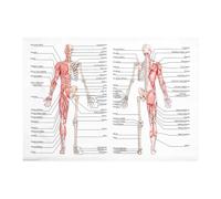 Nicear Affiche d'anatomie : Apprendre le système musculo-squelettique (50 x 70 cm) pour la classe, l'école et le laboratoire