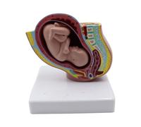 Nicear Grossesse 9 Mois Modèle Fœtus Bébé Résine Grossesse Modèle Pelvis Féminin Modèle De Développement À Structure Claire