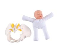 Nicear Modèle De Pelvis Féminin Humain Avec Modèle De Bébé Simulateur D Accouchement Pelvis Féminin Et Modèle De Bébé Pour Étude D Affichage Éducatif