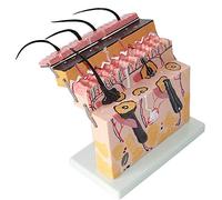 Nicfaky Modèle humain anatomique de structure tissulaire grossissante pour la biologie modèles d'enseignement de la chirurgie esthétique invasive