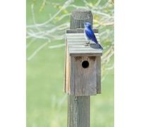 Nichoir avec affiche Bluebird Jennie Marie Schell (61 x 91,4 cm)