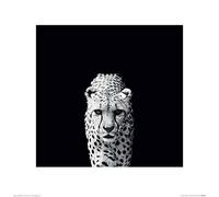 Nicolas Evariste (Acinonyx Jubatus 40 x 40 cm Toile Imprimée