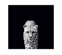 Nicolas Evariste (Acinonyx Jubatus 60 x 60 cm Toile Imprimée