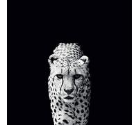 Nicolas Evariste (Acinonyx Jubatus 85 x 85 cm Toile Imprimée